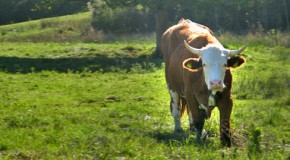 Hautfreundliche Mode aus Milch