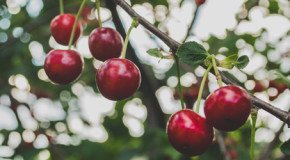 Kreuzallergien im Sommer