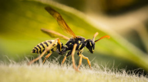 Soforthilfe bei Wespenstich-Allergie